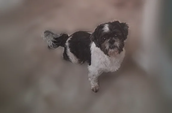 Lost dog, Bruceville Road, 6600, Sacramento - small black and white male Shih Tzu - photo