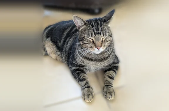 Missing cat Austin, photo: Lost cat, Duval Street, 4505, Austin - male, gray tabby, overweight