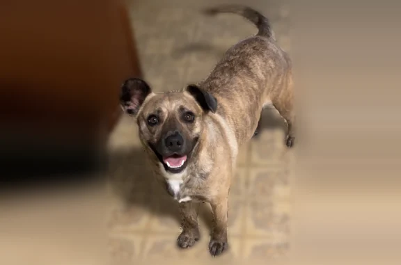 Lost dog, Grand Boulevard, 4006, East Chicago - female shepherd/pitbull mix - photo