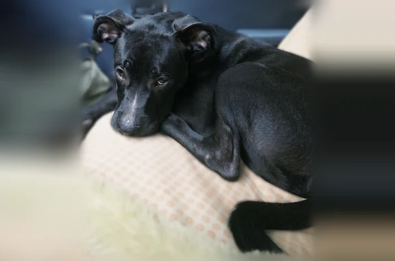 Found dog Atlanta, photo: Found dog, Fleetwood Drive Southeast, 1182, Atlanta - male, friendly puppy