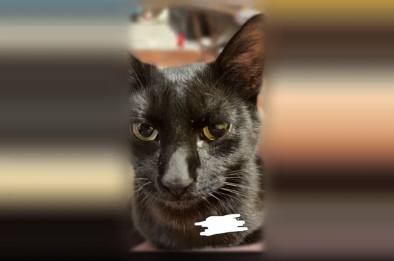 Lost pets Norfolk, photo: Lost cat, Abilene Avenue, 106, Norfolk - female, black, no collar