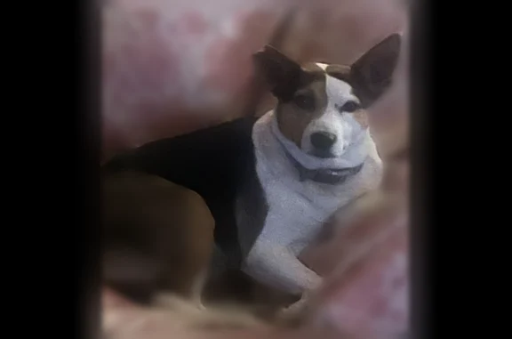 Lost dog, C Street, 900, Tehama - female, microchipped - photo