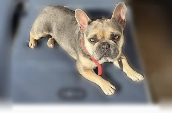 Lost pets Palm Desert, photo: Lost dog, Deep Canyon Road, 41000, Palm Desert - female