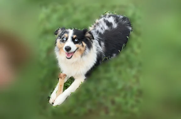 Lost dog, Delightful Way, 120, Winder, Alpharetta — female mini Australian Shepherd - photo