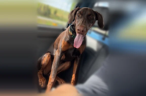 Lost dog, Wisconsin 31, 2417, Mount Pleasant - female, floppy ears - photo