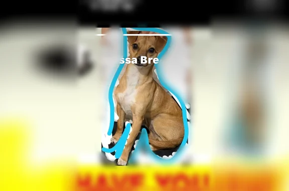 Lost dog, Kentucky Street, 116, Bakersfield - male - photo