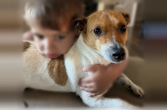 Lost dog, Hillcrest Farm Road, 2, Carriere, Baton Rouge - male - photo