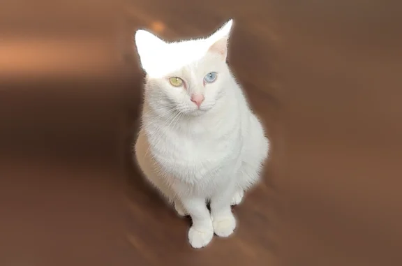 Lost cat, Carol Street, 2067, Cannon Crossing, Rossville - female, shy, odd eyes - photo