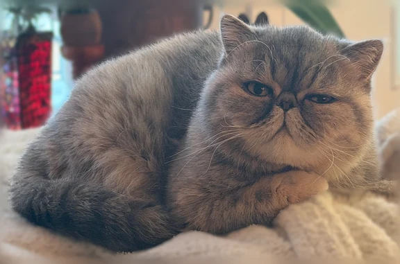 Lost cat, South Ringgold Street, 1328, Philadelphia — female Exotic Shorthair, 3 years old - photo
