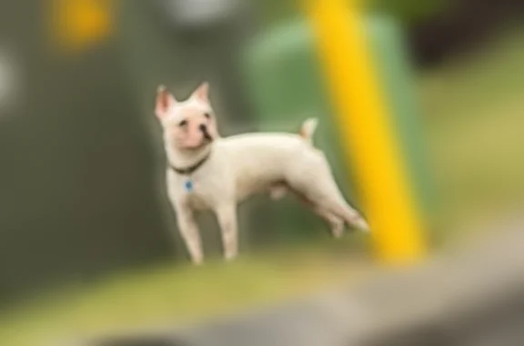 Lost dog, Blackburn Road Southeast, 2345, Cleveland - photo