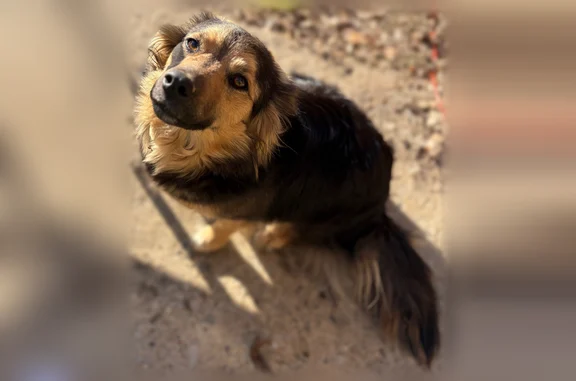 Lost dog, South Bluff Road, 2011, Gratio, Obion - female, black and tan, short in stature - photo