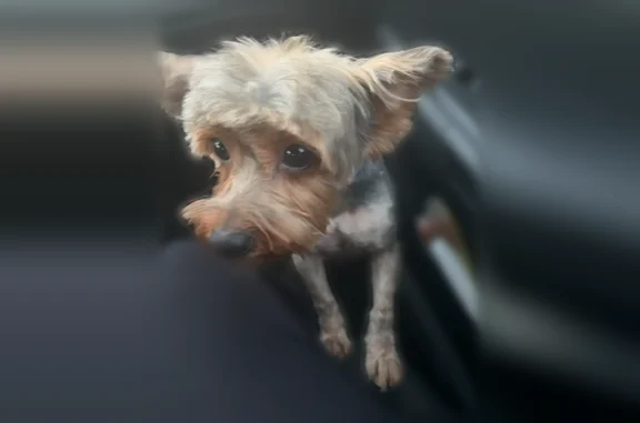 Lost dog, West Elms Road, 2801, Killeen - female, short hair, no collar - photo