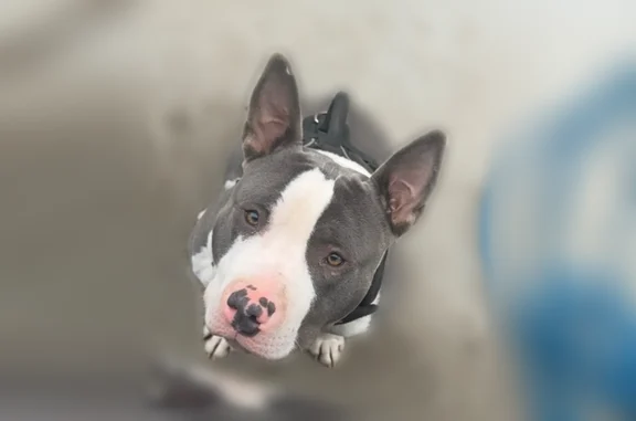 Lost dog, Nottingham Road, 5815, Detroit, Cincinnati - male - photo