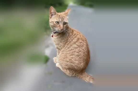Lost cat, Bay Spring Avenue, 15, Warren - small orange female cat with a collar - photo