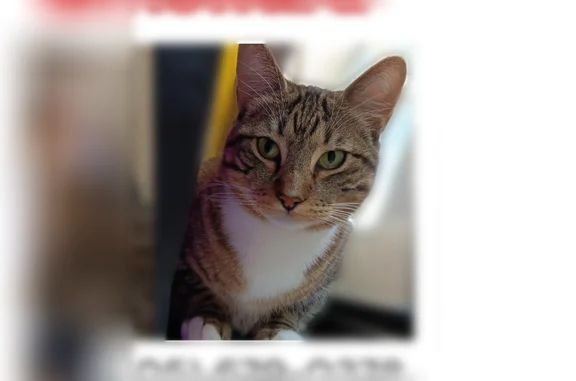 Lost pets Oklahoma City, photo: Lost cat, Southwest 62nd Street, 930, Oklahoma City - male, neutered gray tabby with white chest and paws