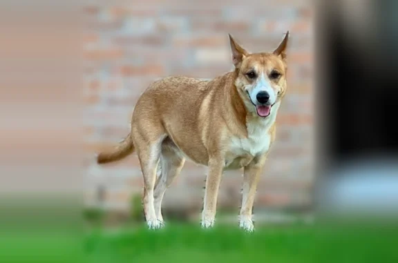 Missing dog Spring, photo: Lost dog, 13 Mile Road, Galveston, Spring - female, brown and white, spayed, microchipped