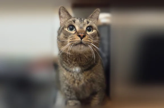 Lost cat, Auburn Road, 6505, Shelby Charter Township, Utica - male, brown tick tabby - photo