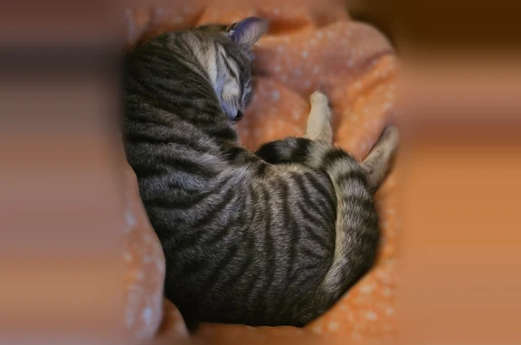 Chat perdu, Paris, photo: Perdu chat mâle, Rue du Petit Caminel, 23, Gardonne, Paris — tigré aux yeux jaunes