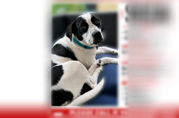 Lost dog, Bevis Road, 1013, Merritt Island - female, very friendly - photo