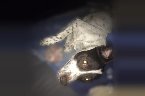 Lost dog, Terry Lane, 126, Hurt, Richmond - male, black collar - photo