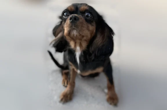 Lost dog, West 600 N, 4923, Fairland - female - photo