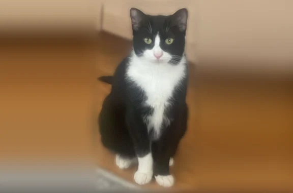 Lost cat, male, East 28th Street, 1470, Brooklyn - tuxedo cat, white paws - photo