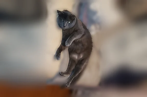 Missing cat Milwaukee, photo: Lost cat, North 89th Street, Milwaukee - female