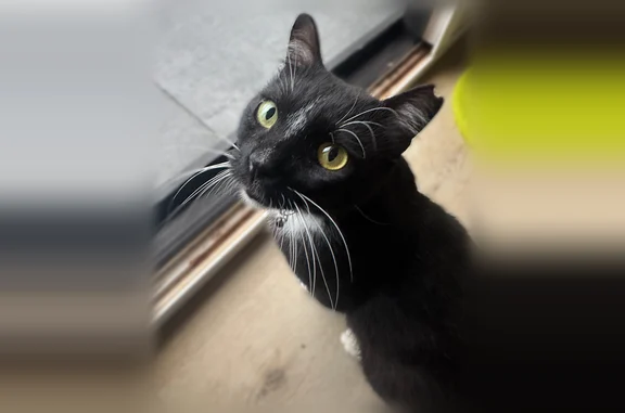 Lost pets Honolulu, photo: Lost cat, Portlock Road, 289, Honolulu - male, wearing a blue harness and leash