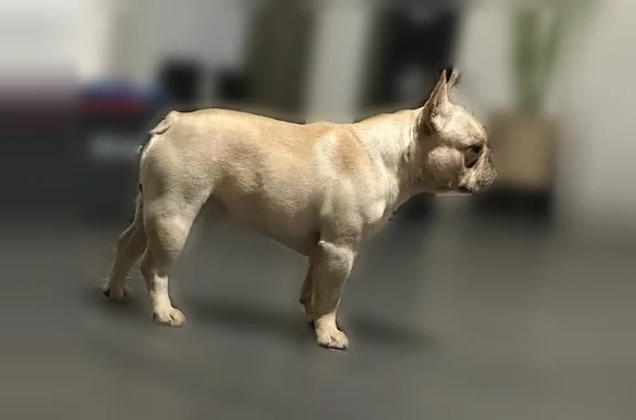 Lost dog, Gray Oaks Drive, 6907, Theodore - small tan female, friendly - photo