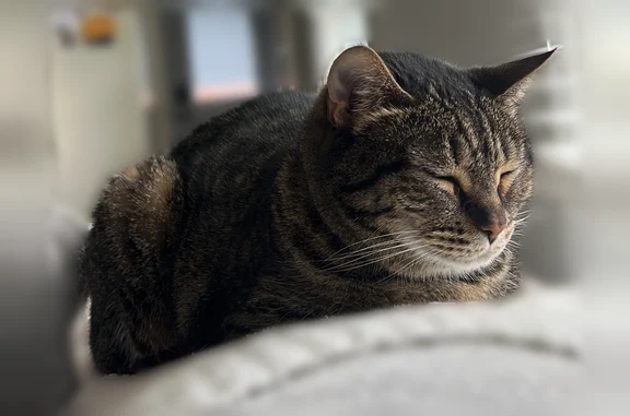 Lost pets St. Louis, photo: Lost cat, Cedar Trail Drive, 236, Ballwin, St. Louis - female, brown tabby, overweight