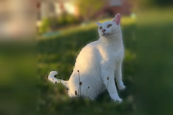 Chat perdue femelle, Rue Christoree, 26, Thizy-les-Bourgs, Saint-Étienne - yeux vert/jaune - photo