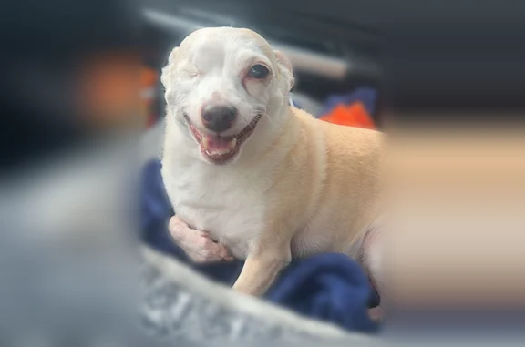Lost dog, South Victor Street, Arlington - tan, one eye - photo