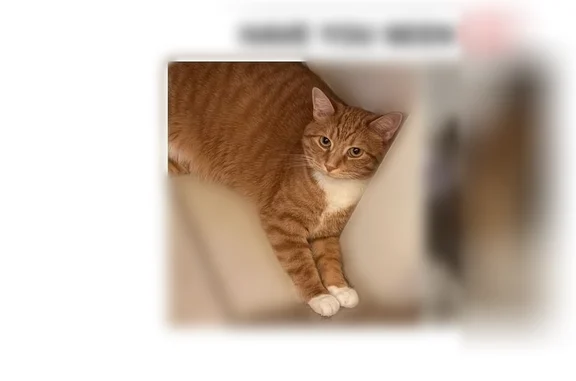 Lost cat, Talmadge Street, DeLand, Miami - male, orange and white tabby - photo