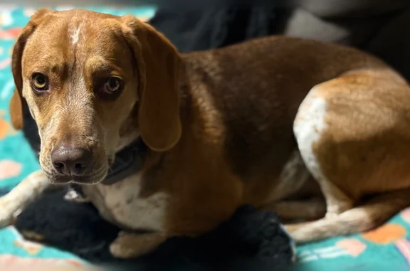 Lost dog, Good Shepherd Road, Virginia, Berryville - male beagle mix - photo