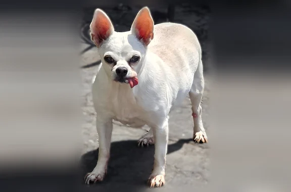 Lost dog, Tracey Street, 12, Peabody, Boston - female, tongue hangs out on the left side - photo