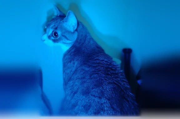 Lost cat, South Balsam Way, 4560, Denver - female tabby, 5 years old - photo