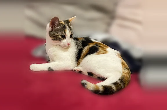 Animaux perdus Paris, photo: Chat perdu, Rue des Ajoncs, 4, Langueux, Paris - très sociable