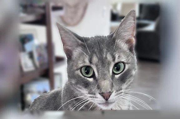 Lost cat, Quesada Drive, 2426, Merced - female, green eyes - photo