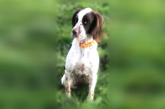 Chien perdu, Marsac-en-Livradois, Auvergne-Rhône-Alpes, Amiens - femelle épagneul français blanche et marron - photo