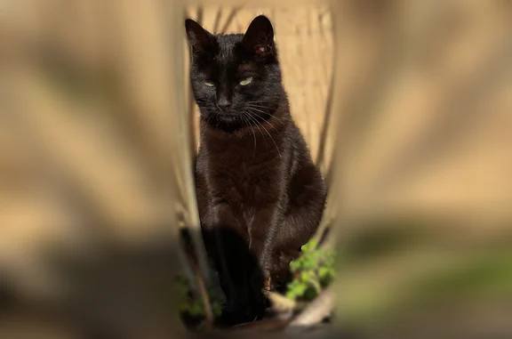 Chat perdu, Rennes, photo: Chat perdu, Boulevard Jacques Cartier, 130, Rennes - femelle noire avec collier jaune
