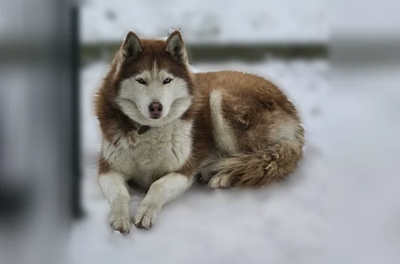 Animaux perdus Vierzon, photo: Chien perdu, Avenue Mal Philippe Leclerc de Hâ, 24, Vierzon - peureux, yeux bleus