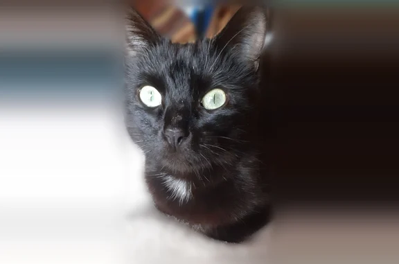 Chat trouvé La Roche-sur-Yon, photo: Chat trouvé, Boulevard de la Pilotière, 14, Nantes - femelle noire avec tache blanche