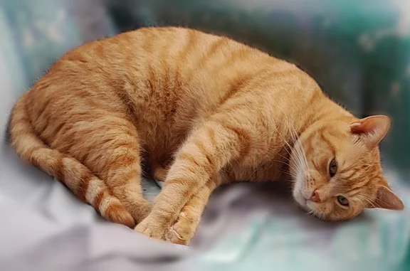Chat perdu mâle, Résidence La Chêneraie, Saint-Paul-lès-Dax - photo