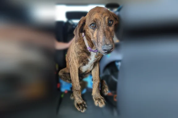 Found dog Beltsville, photo: Found dog, Bailey, North Carolina, Beltsville - brindle with white chest