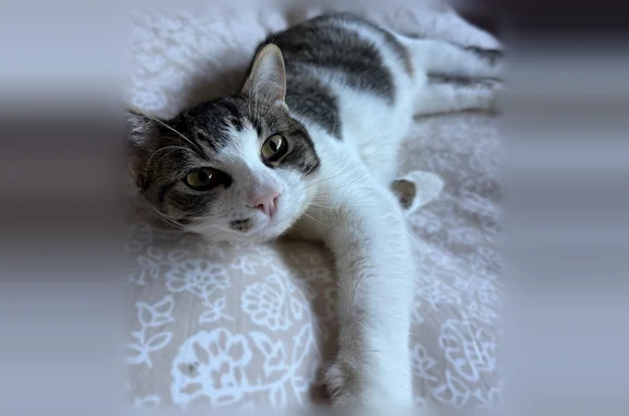 Animaux perdus Champigny-sur-Marne, photo: Chat perdu, Phalempin, Hauts-de-France, Champigny-sur-Marne - mâle, très craintif
