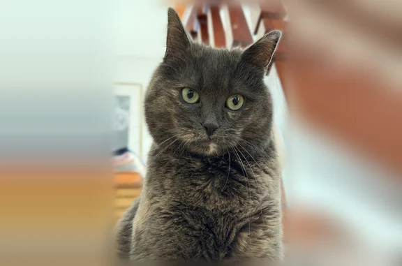 Animaux perdus Fismes, photo: Chat perdu, Faubourg de Reims, 31, Fismes, Paris - femelle écaille de tortue