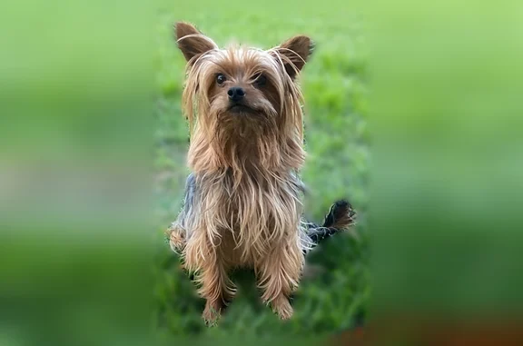 Lost dog, West Saginaw Way, 1613, Fresno - photo