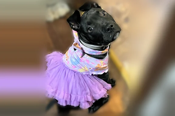 Lost dog, East 19th Avenue, 1342, Columbus - female puppy - photo