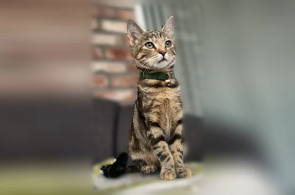 Animaux perdus Saint-Prix, photo: Perdu chat femelle, Rue de la Poste, 10, Saint-Prix