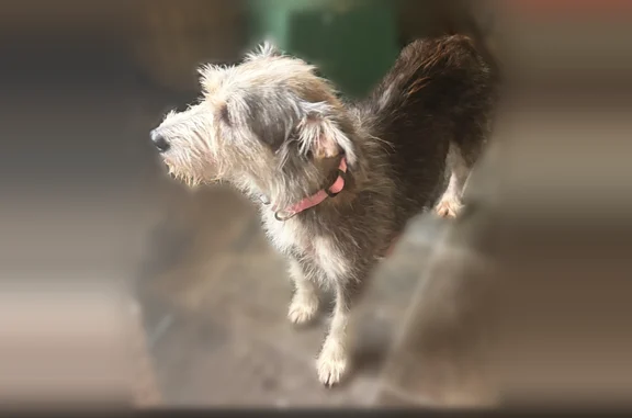 Lost dog, Inverness Point Lane, Texas, The Woodlands - female, light grey terrier mix - photo